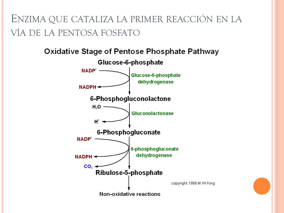 en donde se encuentra la glucosa 6 fosfatasa